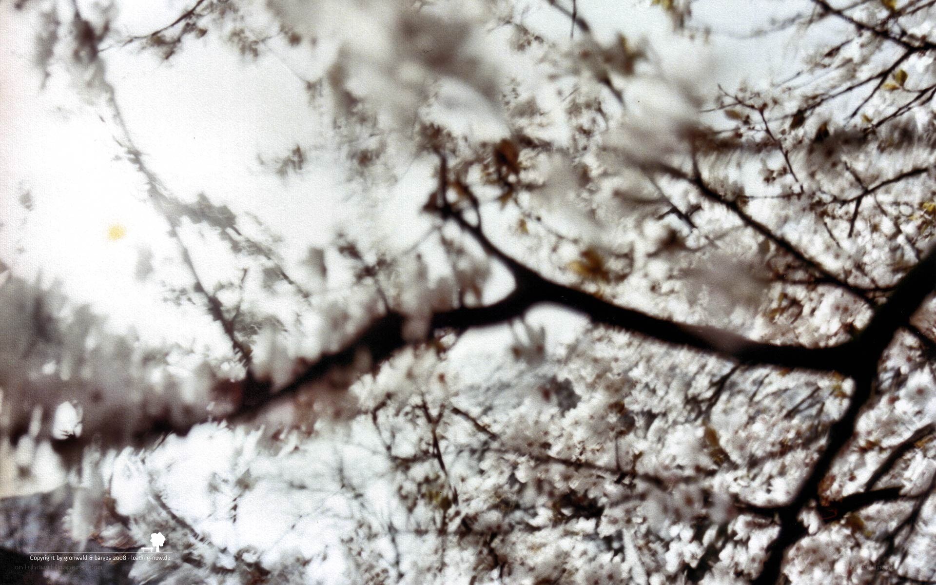 Blurred cherry blossoms in bloom