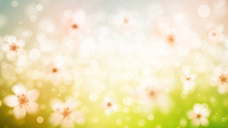 Blurred Cherry Blossoms