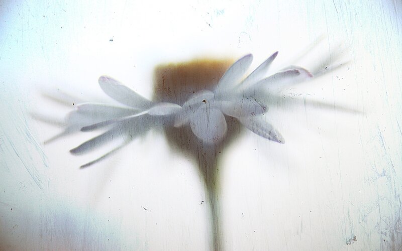 Blurred flower on textured surface