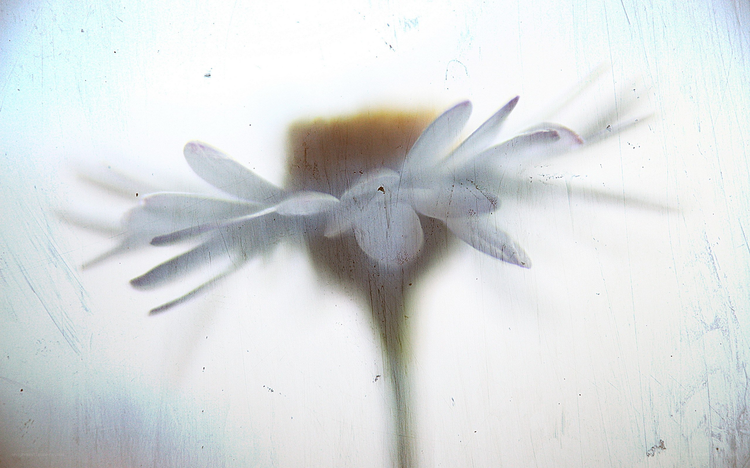 Blurred flower through glass