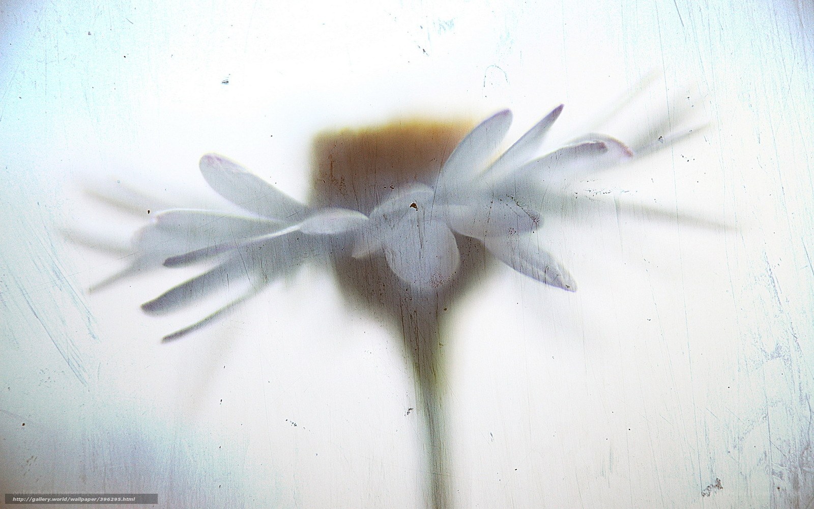 Blurred flower through glass