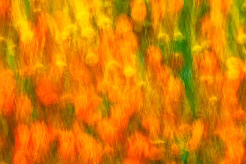 Blurred Flowers in Field