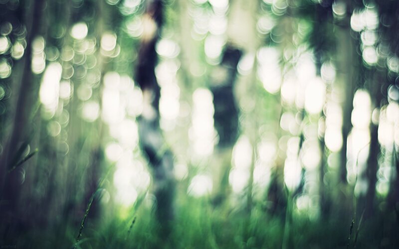 Blurred forest bokeh