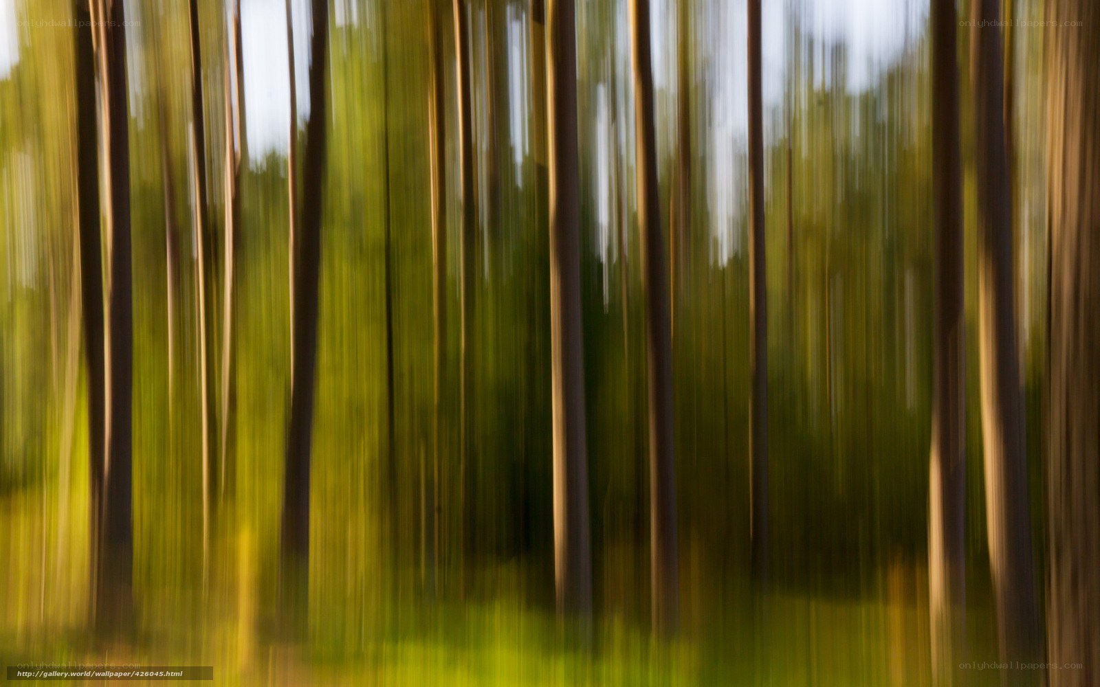 Blurred forest motion
