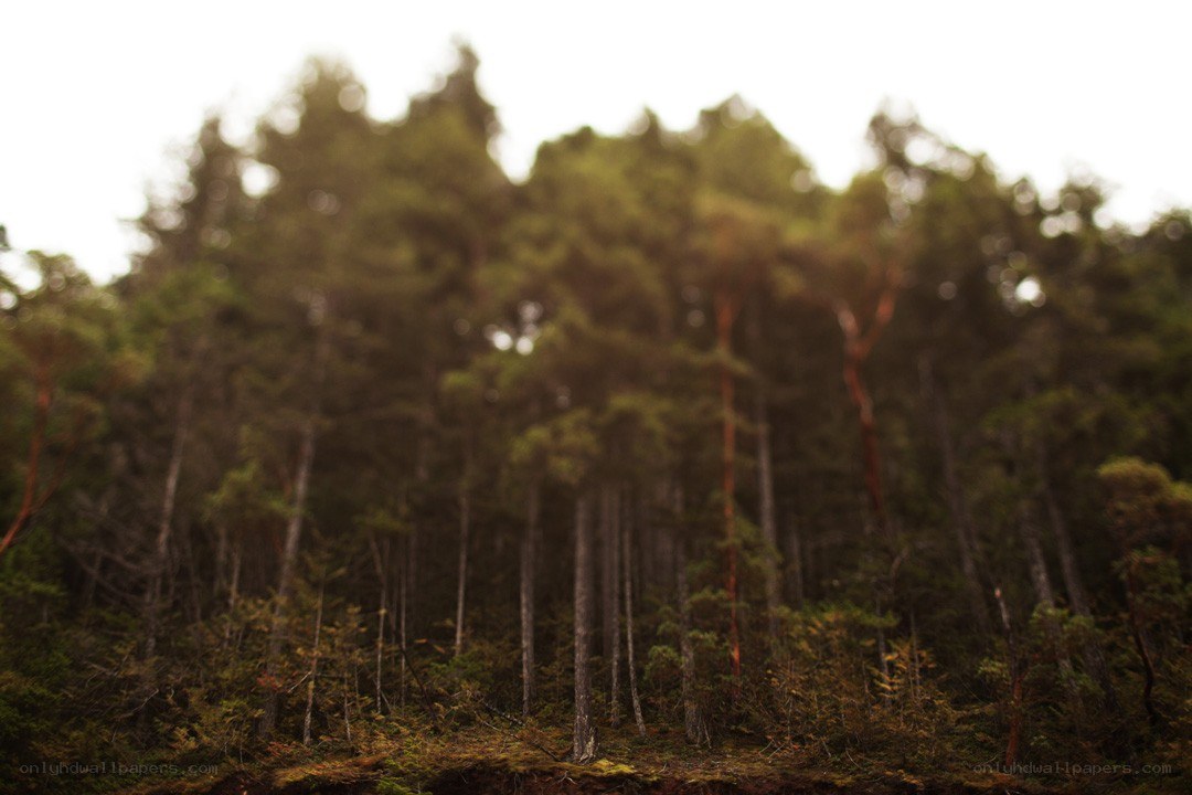 Blurred forest scene