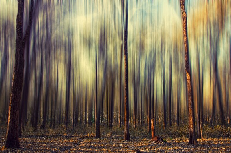 Blurred forest trees