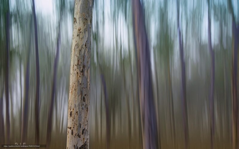 Blurred forest trees