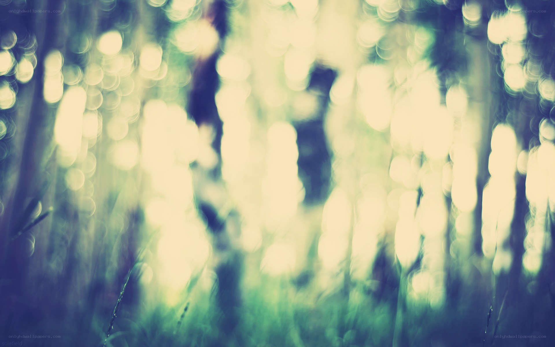 Blurred forest with light bokeh