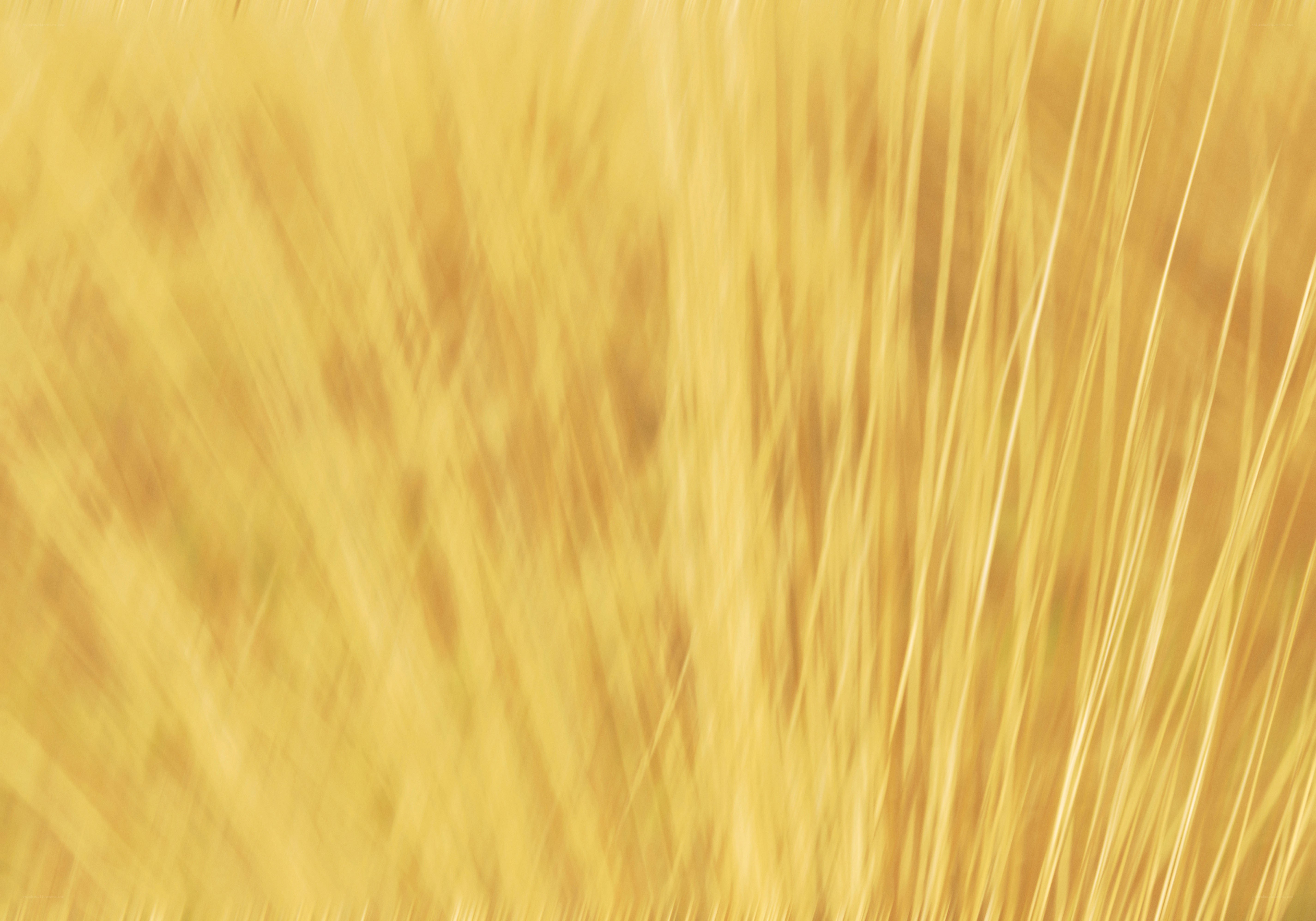 Blurred golden wheat field