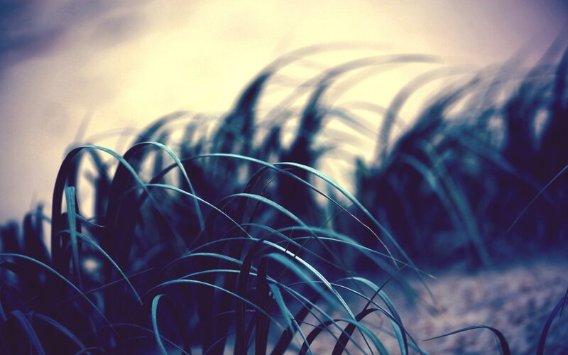 Blurred Grass Blades — Blue
