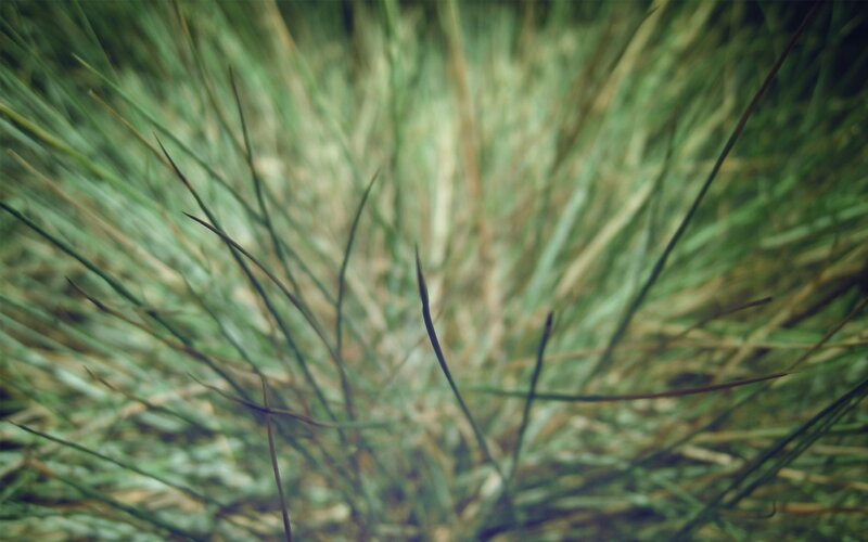 blurred grass blades close-up