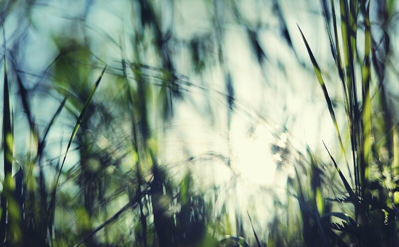 Blurred Grass Blades — Green, Serene, Afternoon