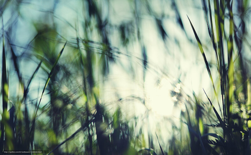 Blurred Grass Blades — Green
