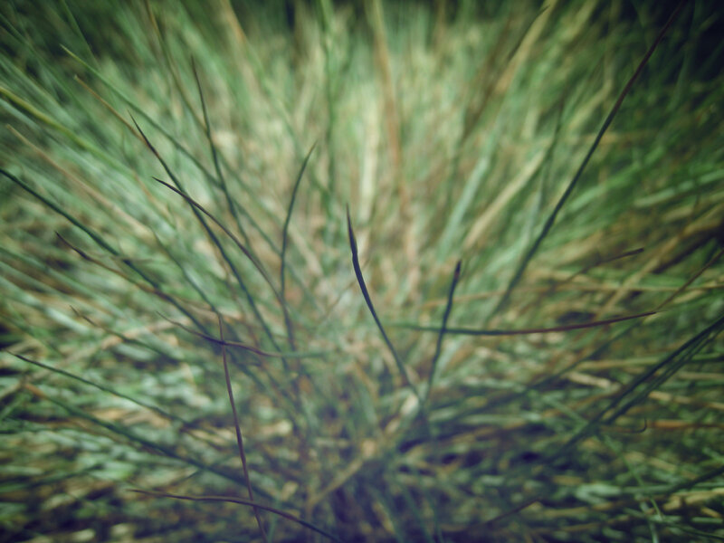 blurred grass blades