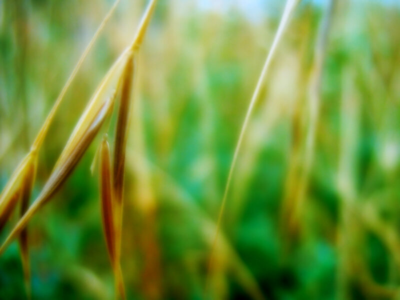 Blurred grass in a field