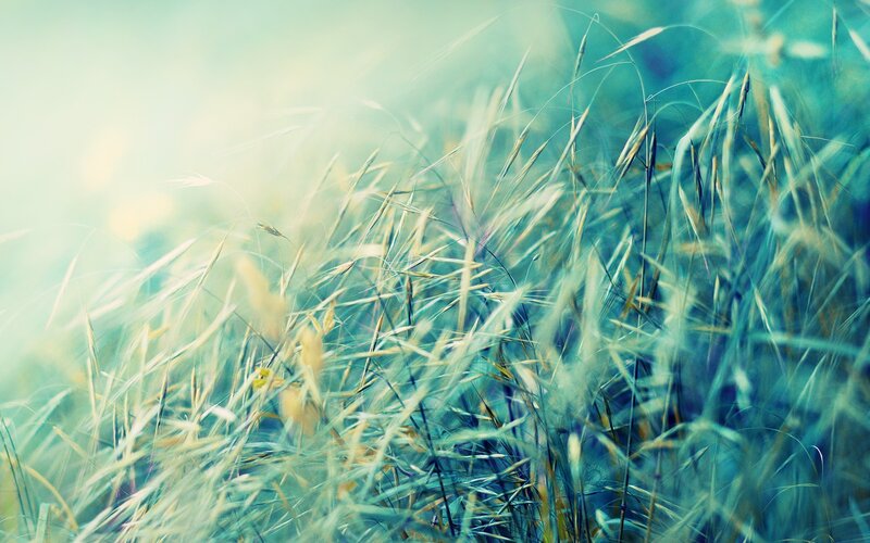 Blurred grass in soft light