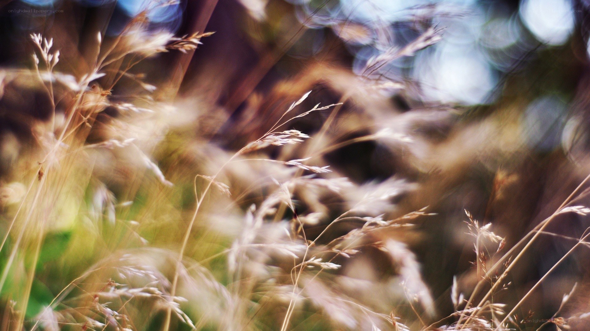 Blurred grass in sunlight