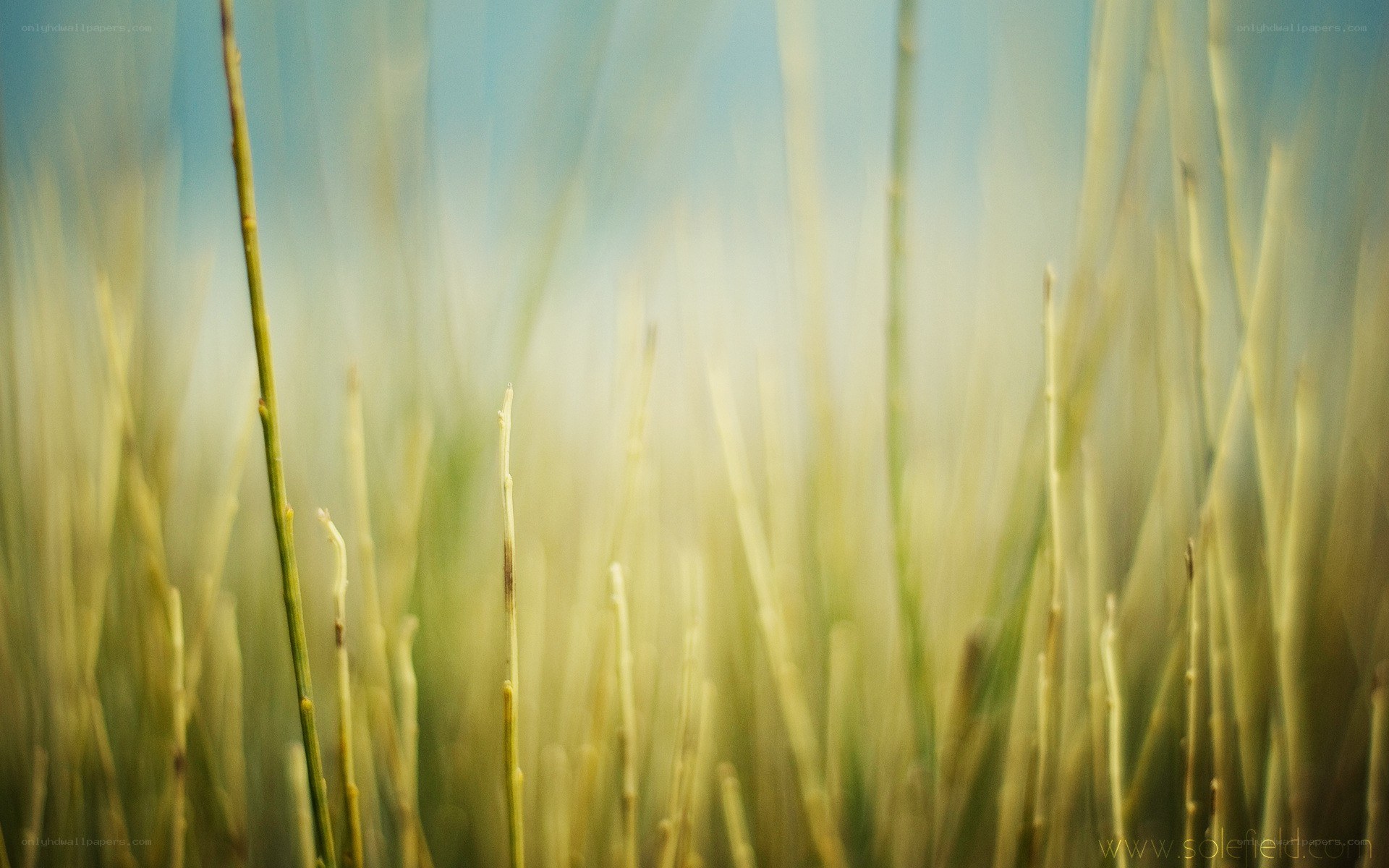 Blurred grass in sunlight