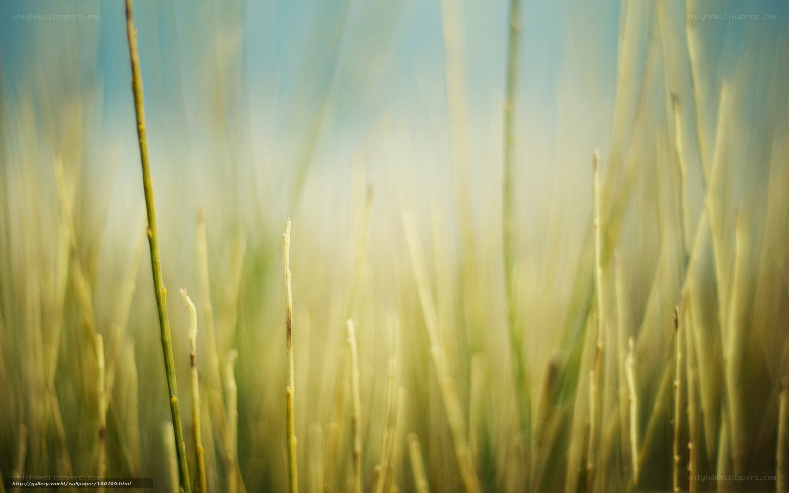 Blurred grass in sunlight
