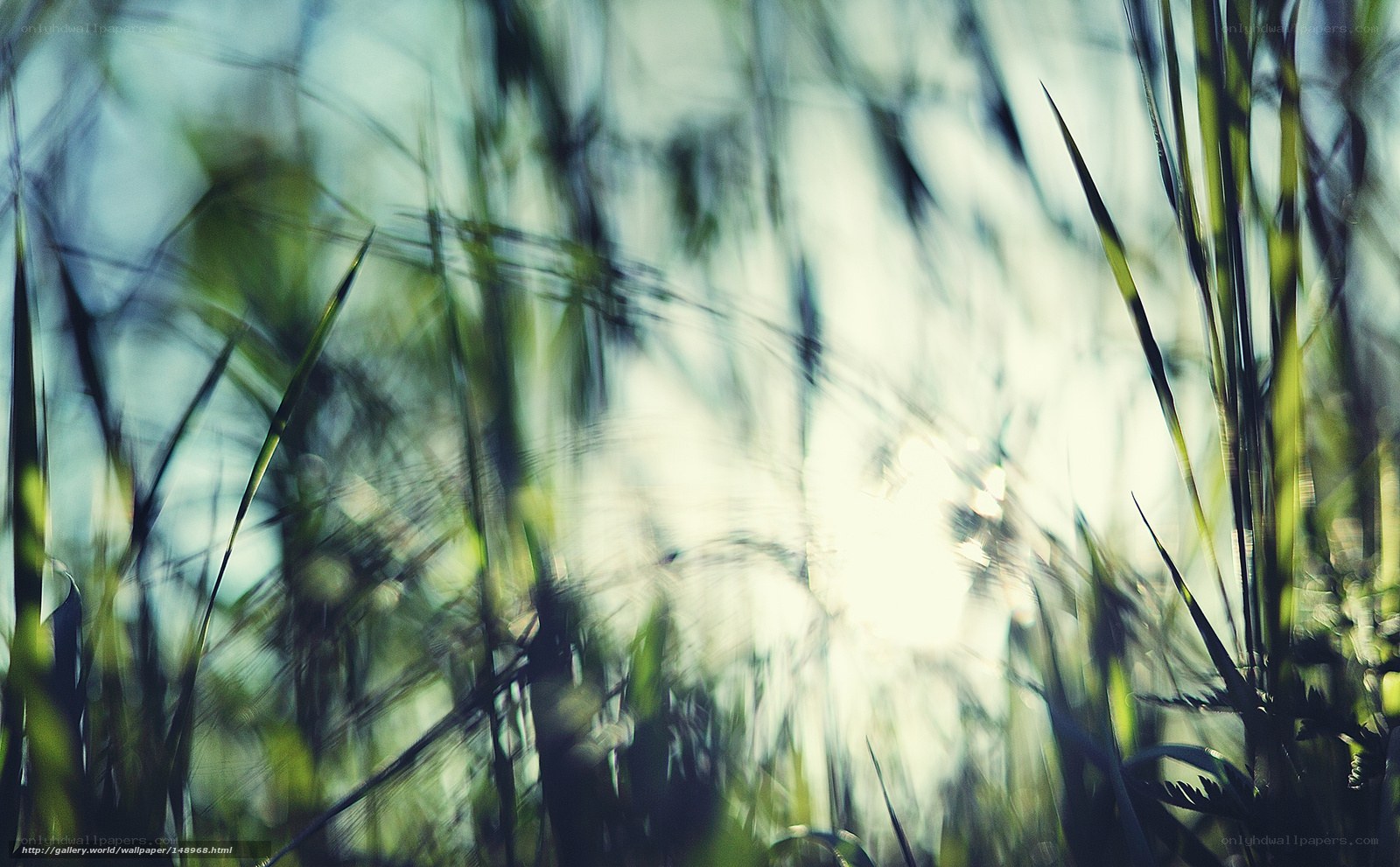 Blurred grass in sunlight
