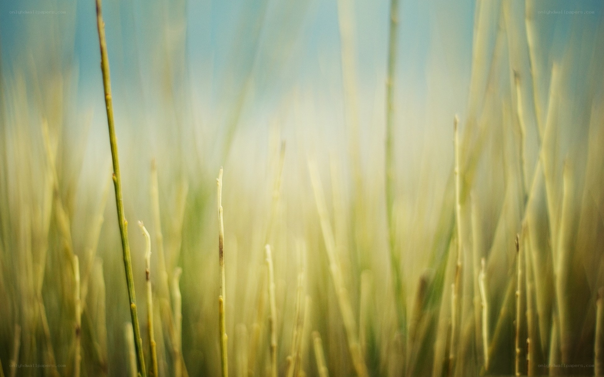 Blurred grass in sunlight