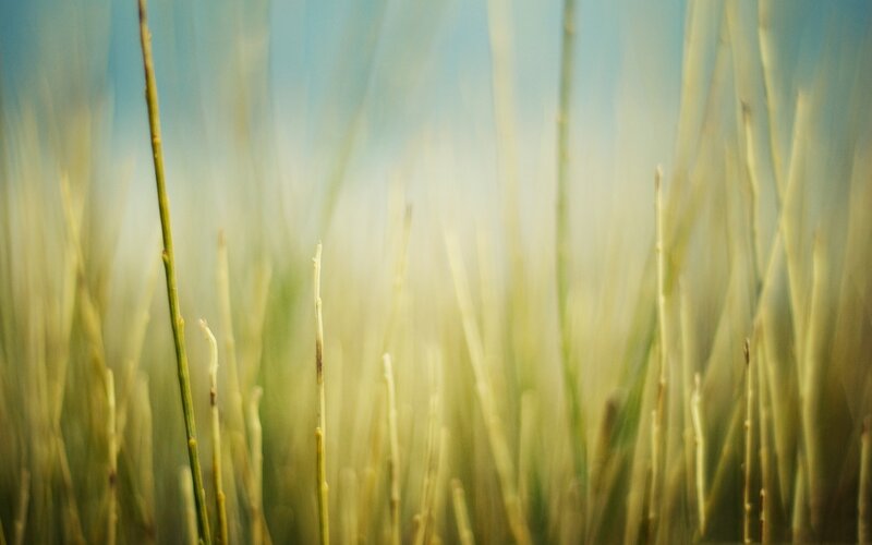Blurred Grass Stalks — Green