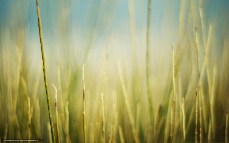 Blurred Grass Stalks