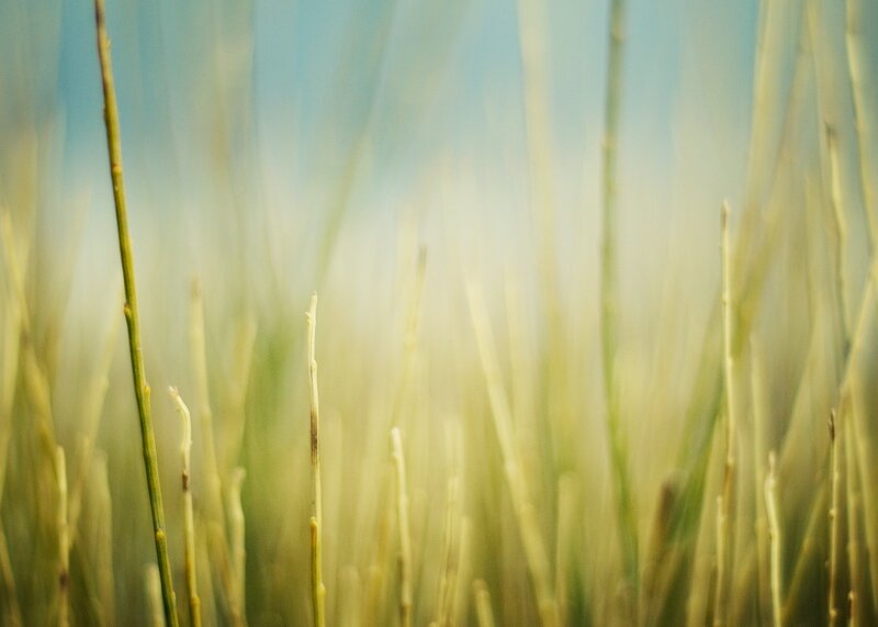 Blurred Grass Stems