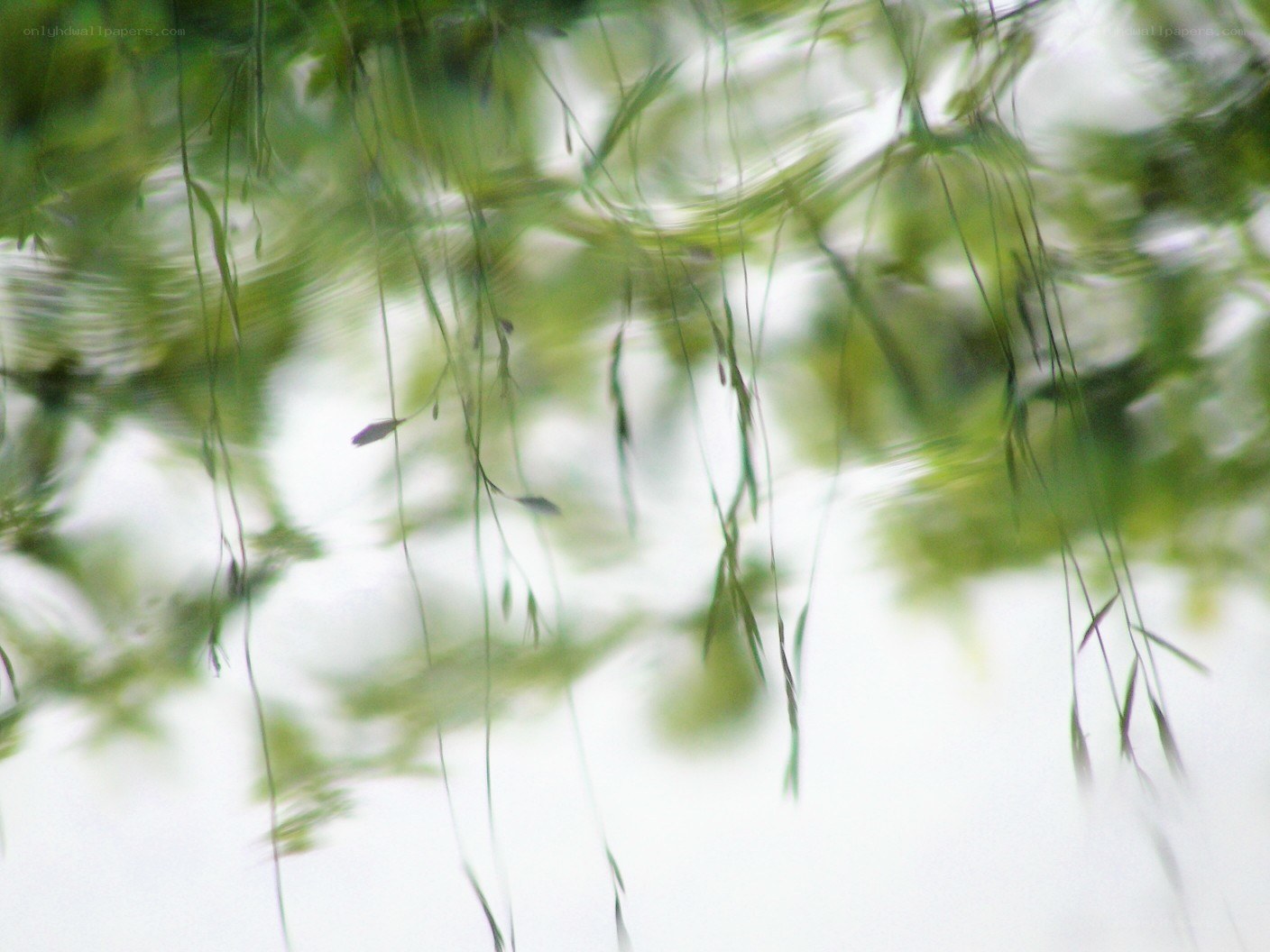 Blurred green foliage