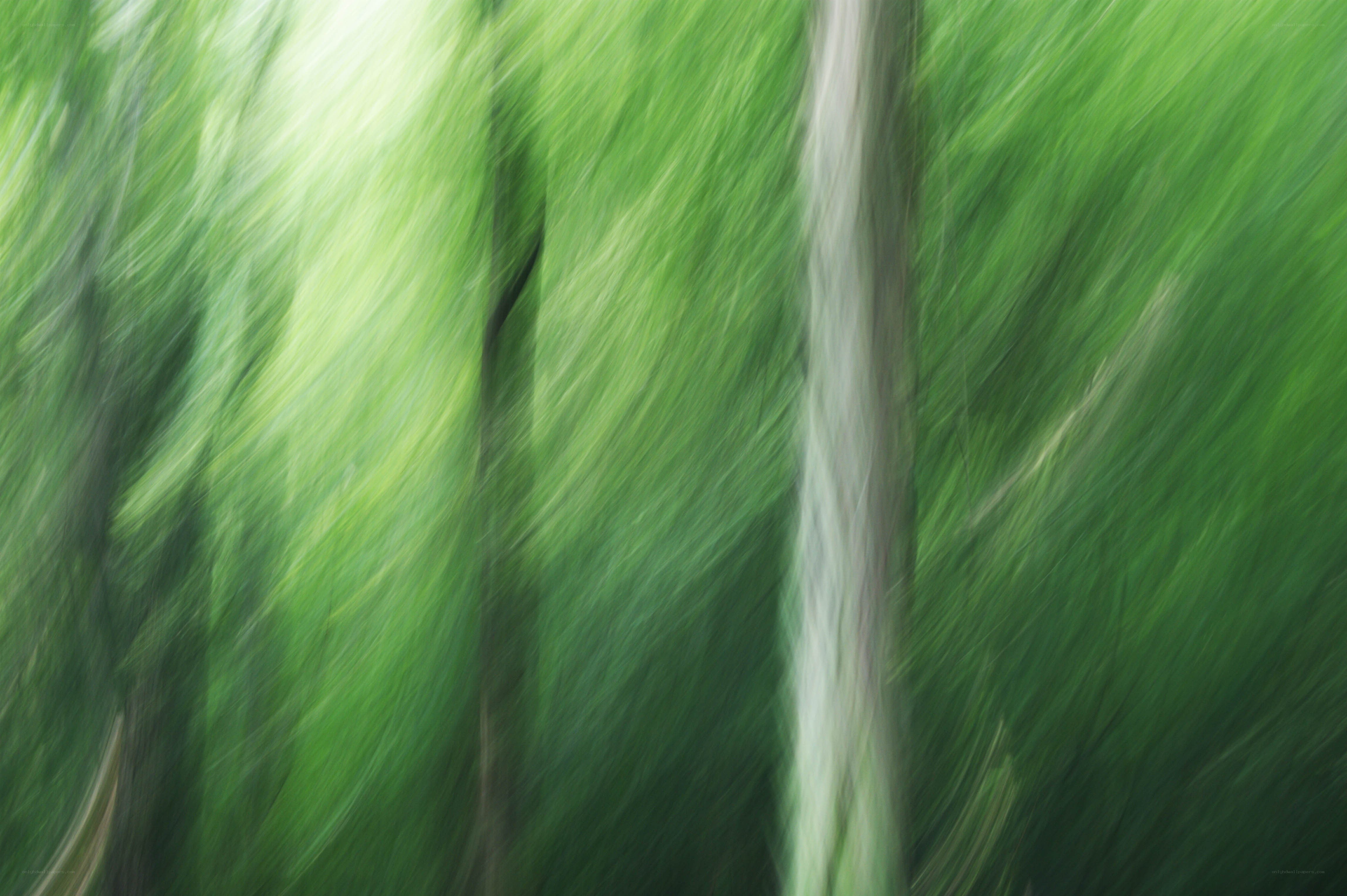 Blurred green forest motion