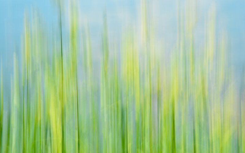 Blurred green grass field