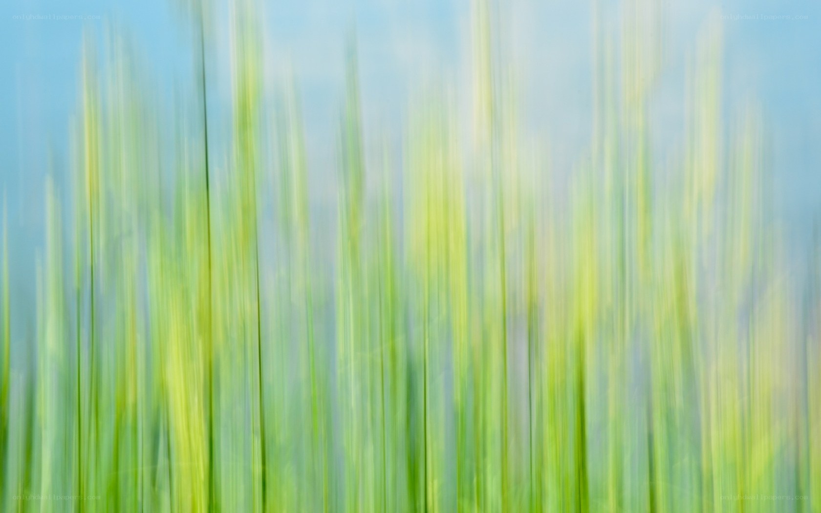 Blurred green grass field