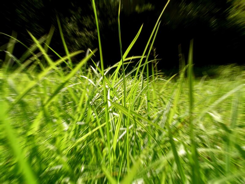 Blurred green grass in motion