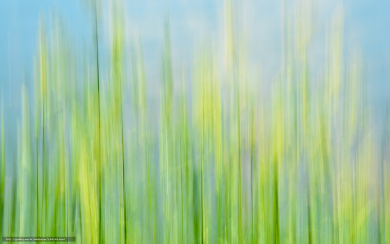 Blurred Green Grass