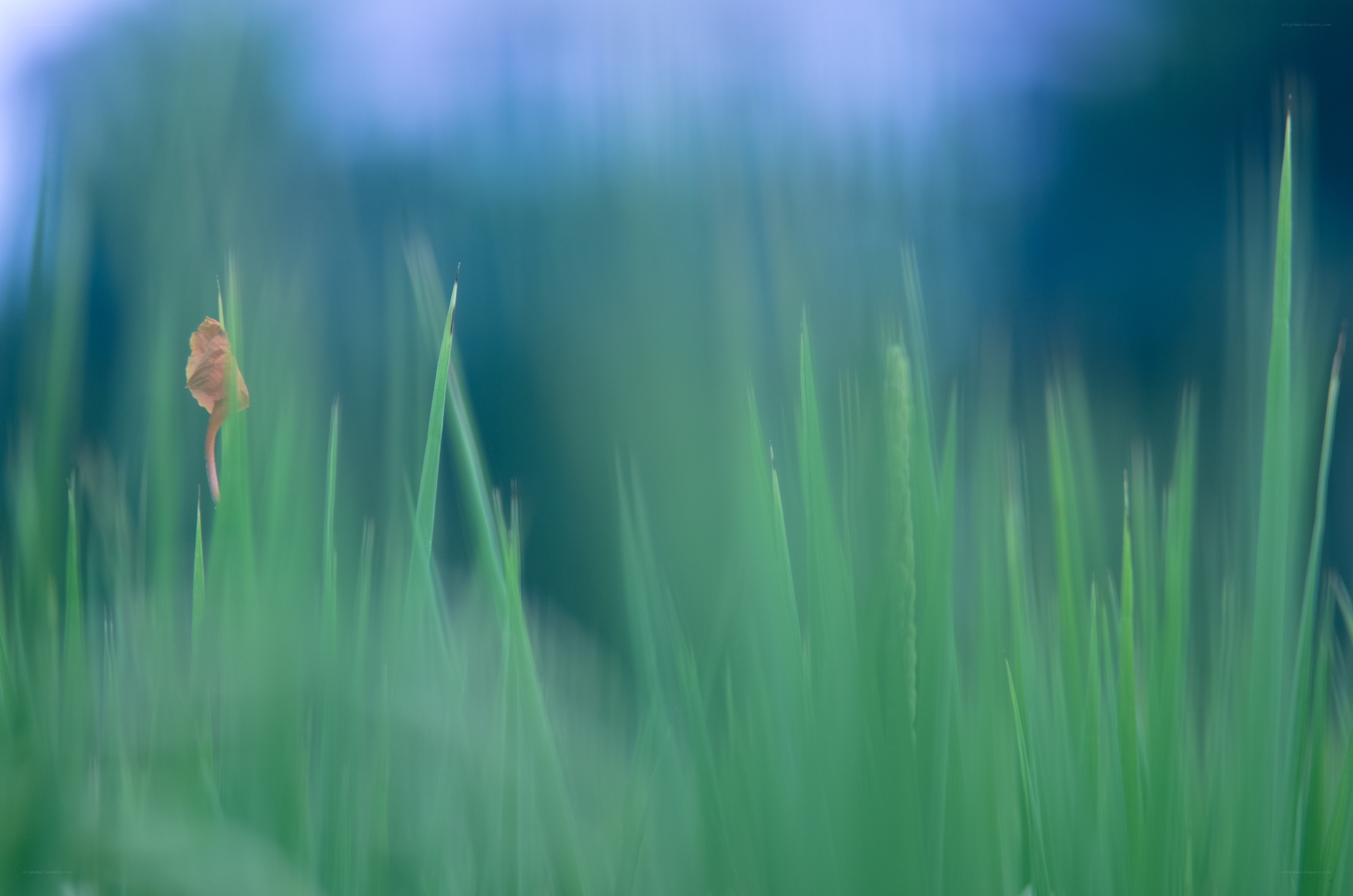 Blurred green grass with brown leaf
