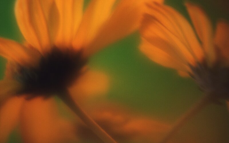 Blurred orange flowers