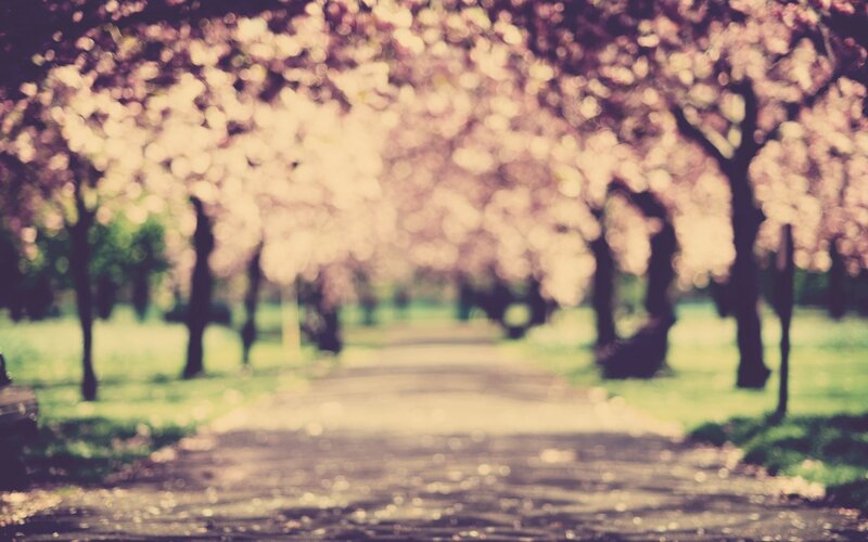 Blurred path under blossoming trees