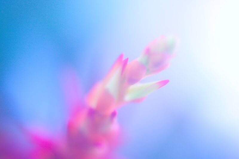 blurred pink flower bud