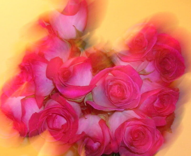 blurred pink roses bouquet
