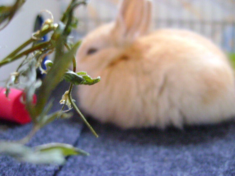 blurred rabbit with greenery