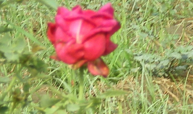 blurred red rose in grass