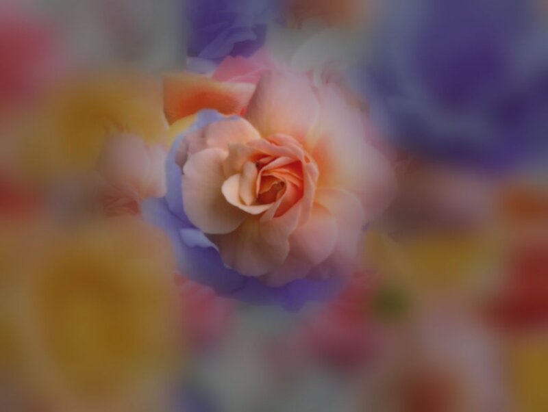 Blurred Rose Flower