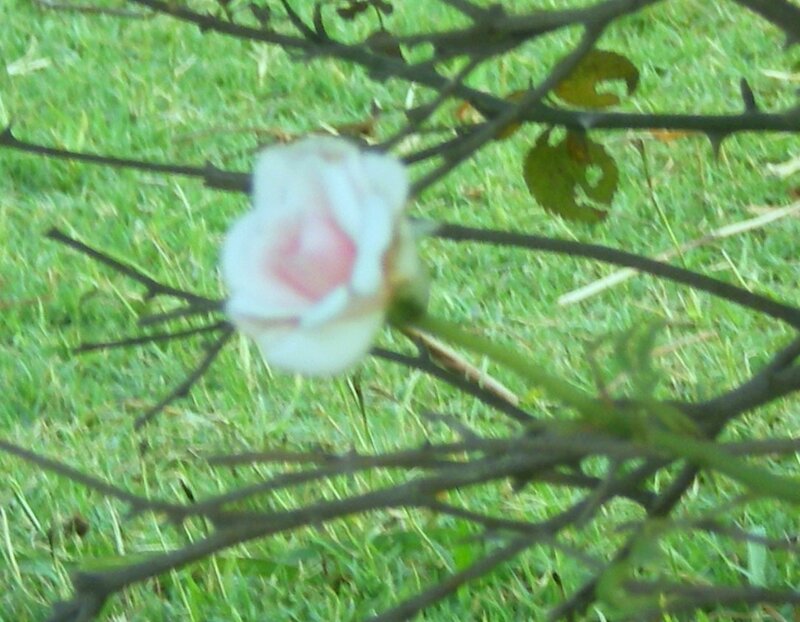 blurred rose in garden