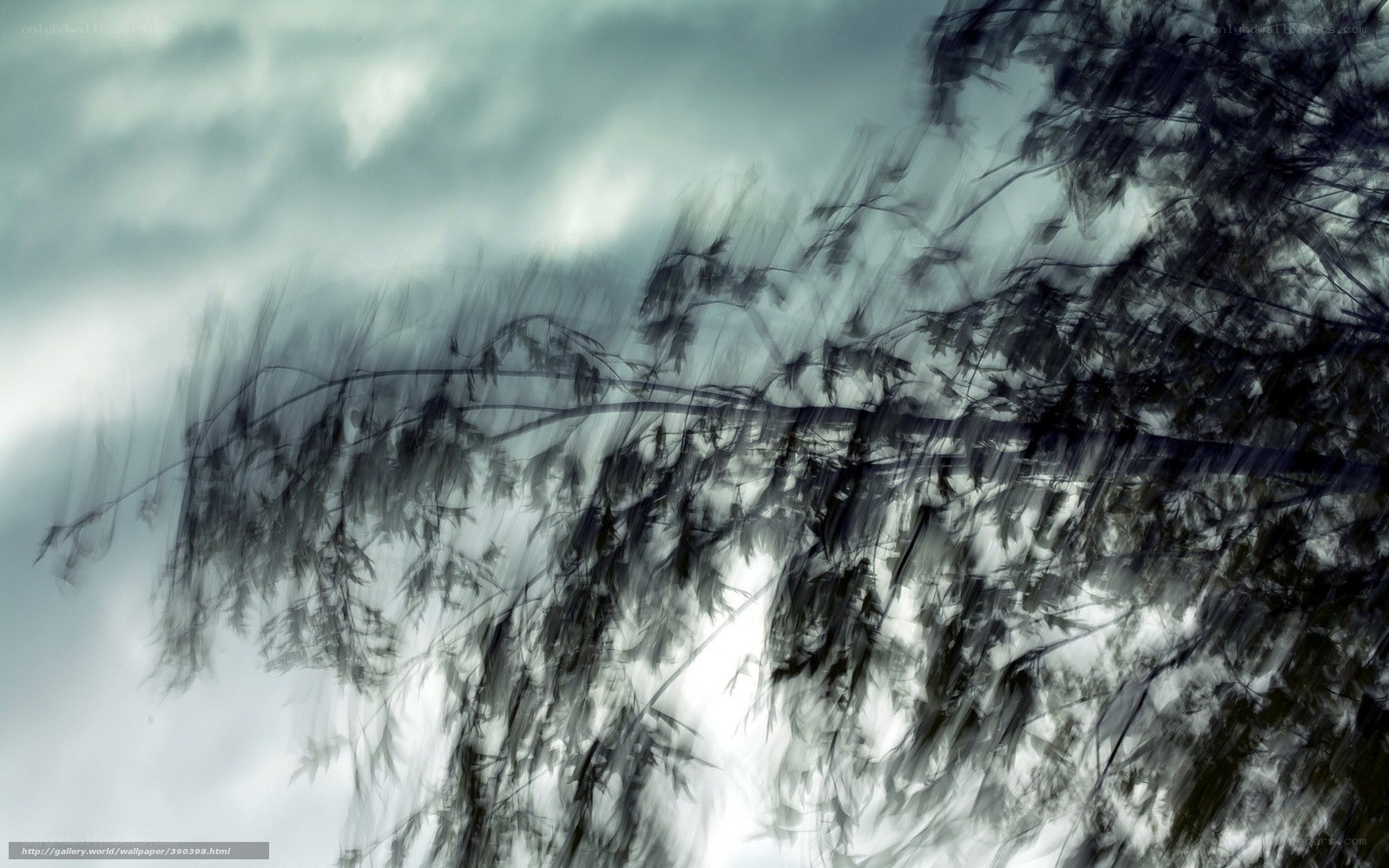 Blurred tree branches in storm