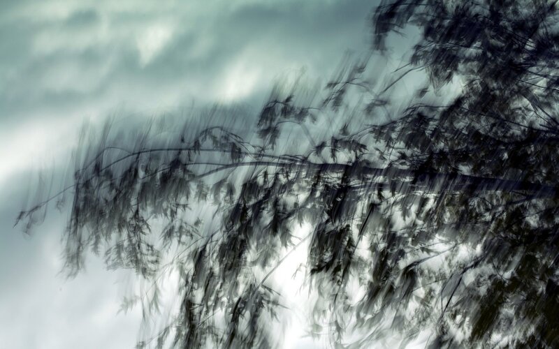Blurred tree branches in wind