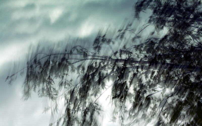 Blurred tree branches in wind