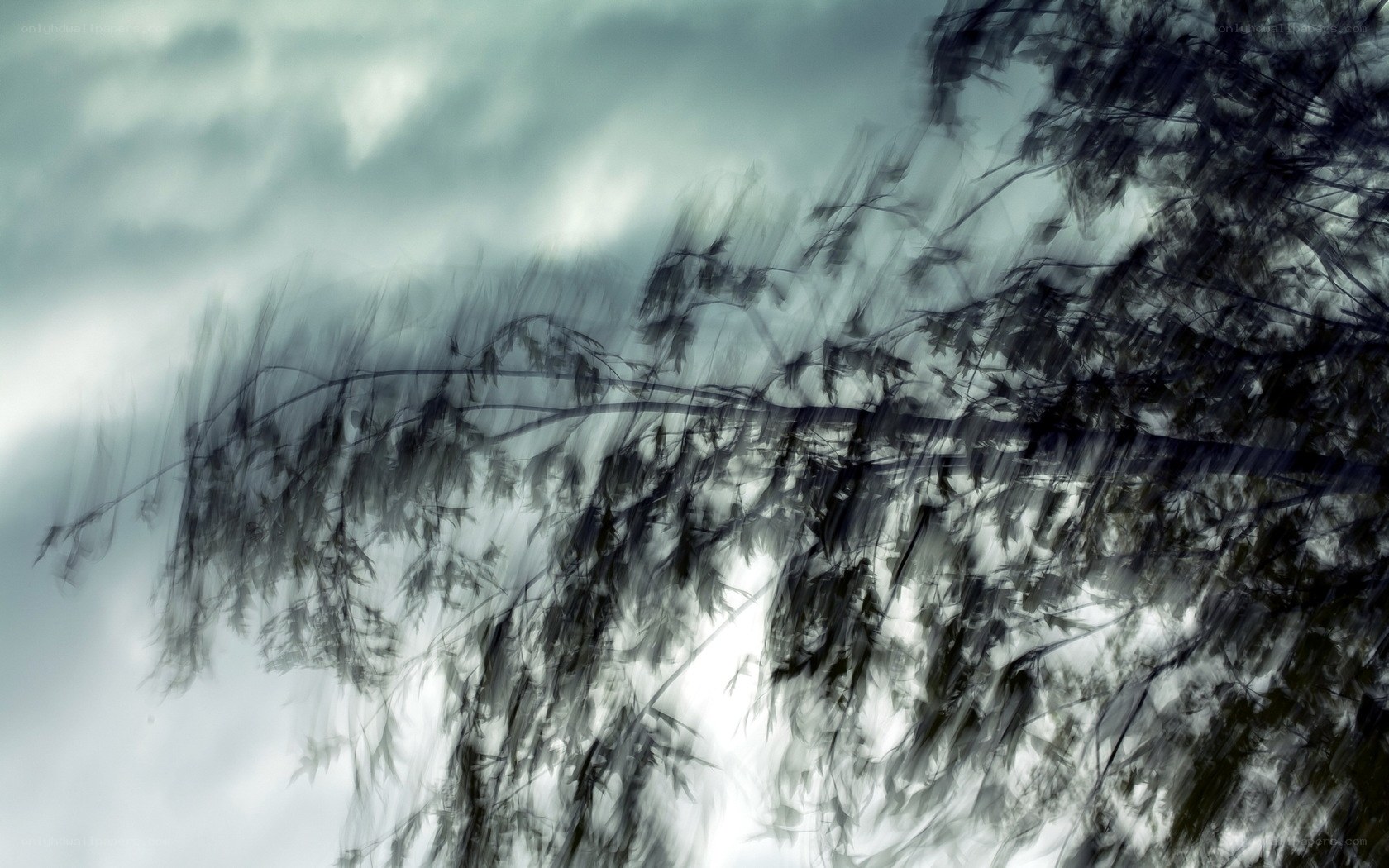 Blurred tree branches in wind