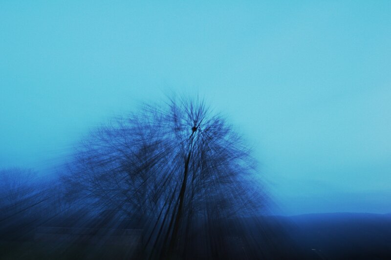 Blurred tree in blue light