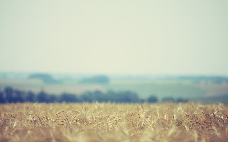 Blurred wheat field landscape