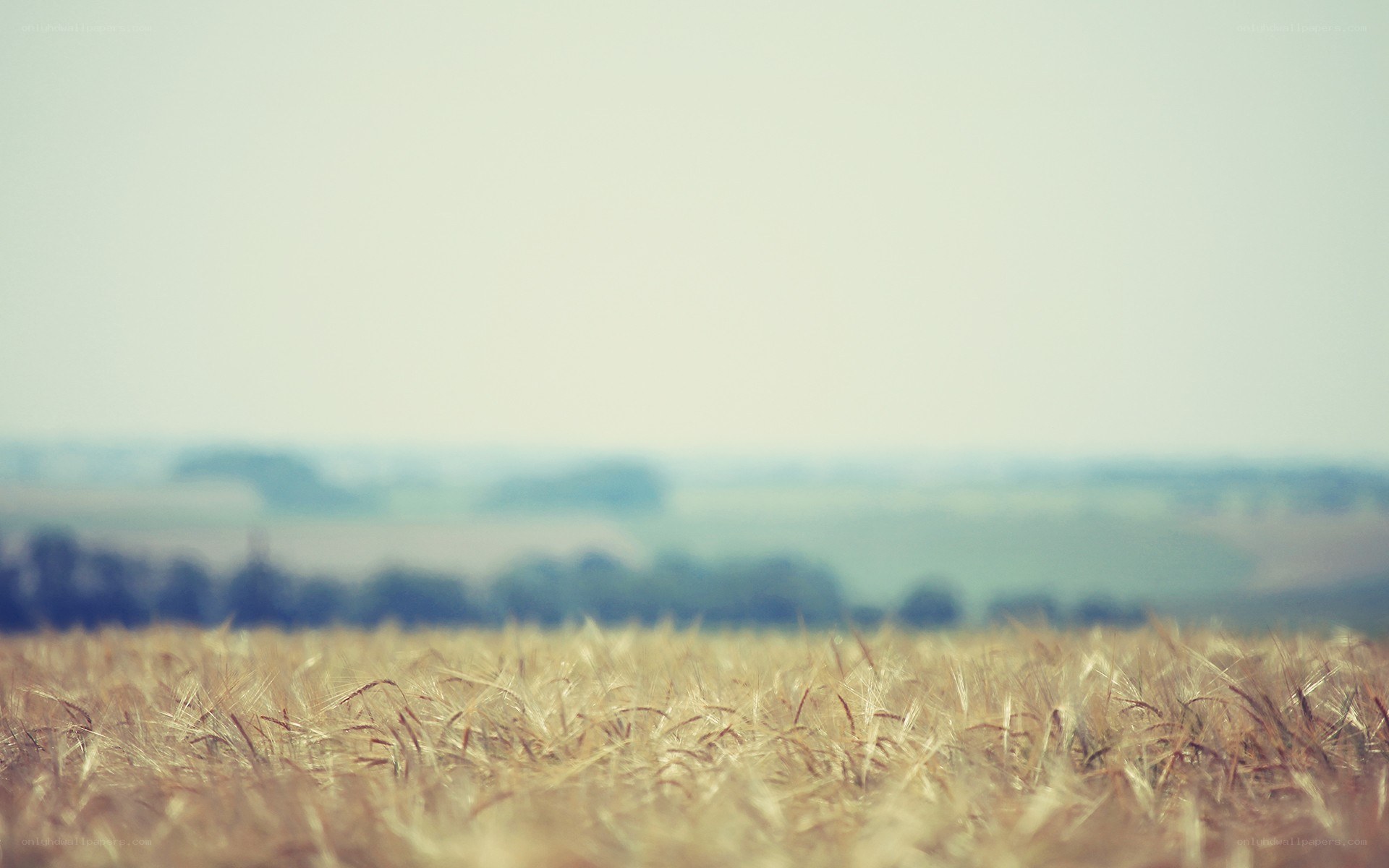 Blurred wheat field landscape